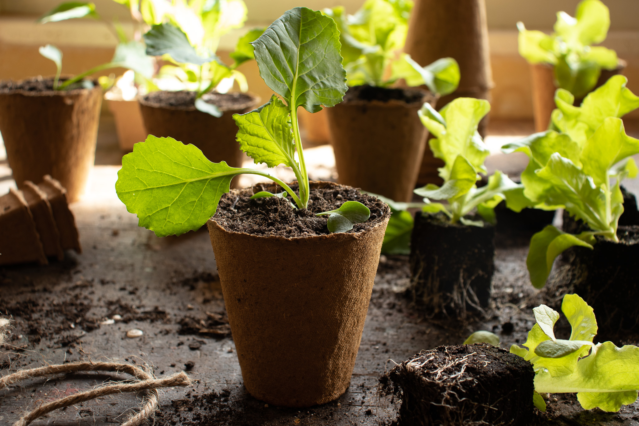 Anbauplan 2023 für meinen Gemüsegarten Stylingkitchen